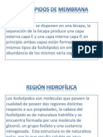 Lípidos de Membrana PDF