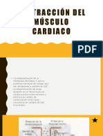 Contracción Del Músculo Cardiaco