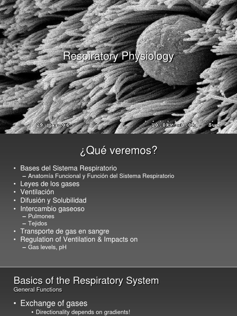 Respiratory Physiology Overview | PDF | Respiratory Tract | Respiratory ...