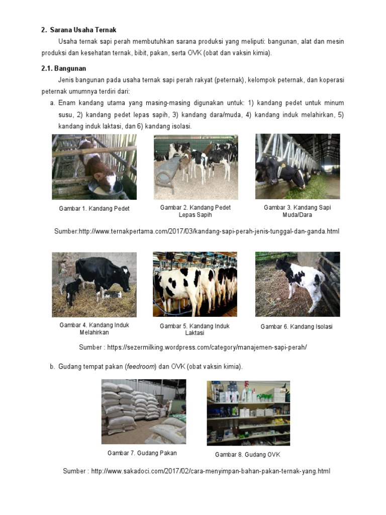 Manajemen Kandang Sapi Perah Efektif | PDF