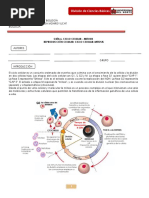 Guía 6. Ciclo Celular - Mitosis | PDF | Mitosis | Ciclo celular