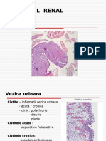 Morfopatologie - aparatul renal