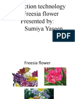 Production Technology of Freesia Flower