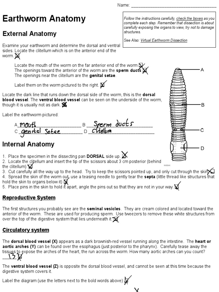 Ch 30 Earthworm Dissection Gastrointestinal Tract Animal Physiology