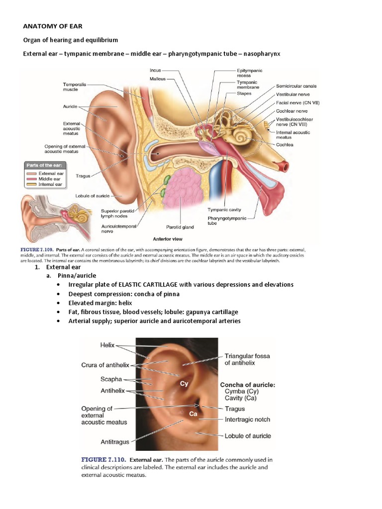 Anatomy of Ear | PDF | Ear | Sensory Organs