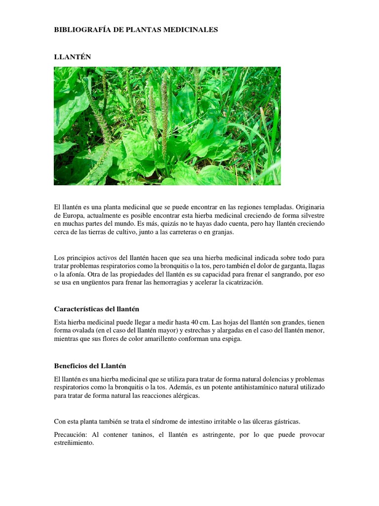 Bibliografia De Plantas Medicinales Tallo De La Planta Botanica