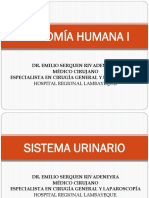 2. Sistema Urinario