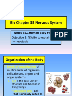 Bio Chapter 35 Nervous System: Notes 35.1 Human Body Systems