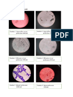Sekilas Data Pengamatan Mikroskop Kapang Khamir