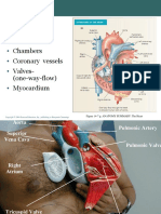 1.Anatomi Jantung.ppt