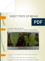 Insect Pests of Beans PDF