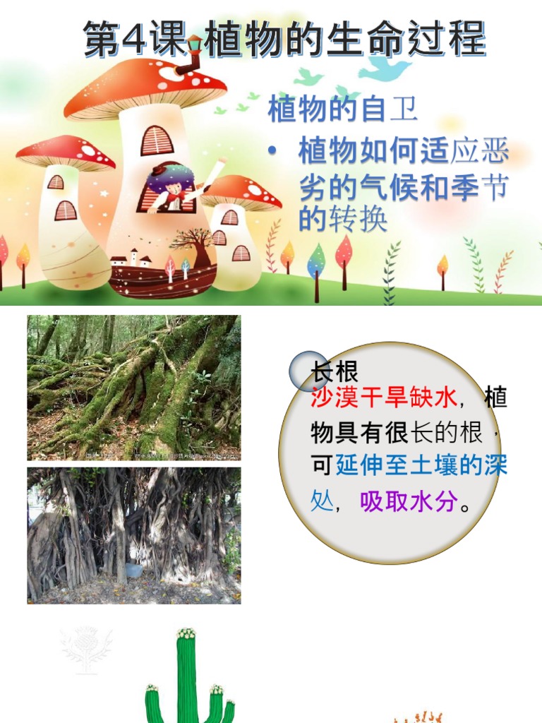第四课植物如何适应恶劣的气候和季节的转换 Pptx