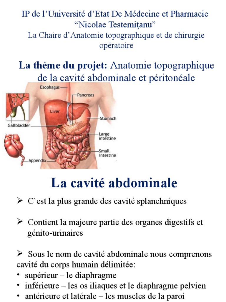 Anatomie Topographique de La Cavité Abdominale Et Péritonéale | PDF ...