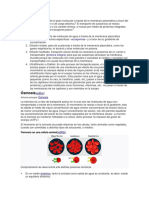 El Transporte Pasivo Permite El Paso Molecular A Través de La Membrana Plasmática A Favor Del Gradiente de Concentración o de Carga Eléctrica