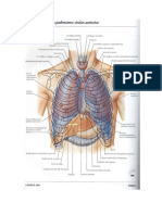 Pleura, Pulmones, Traquea y Bronquios