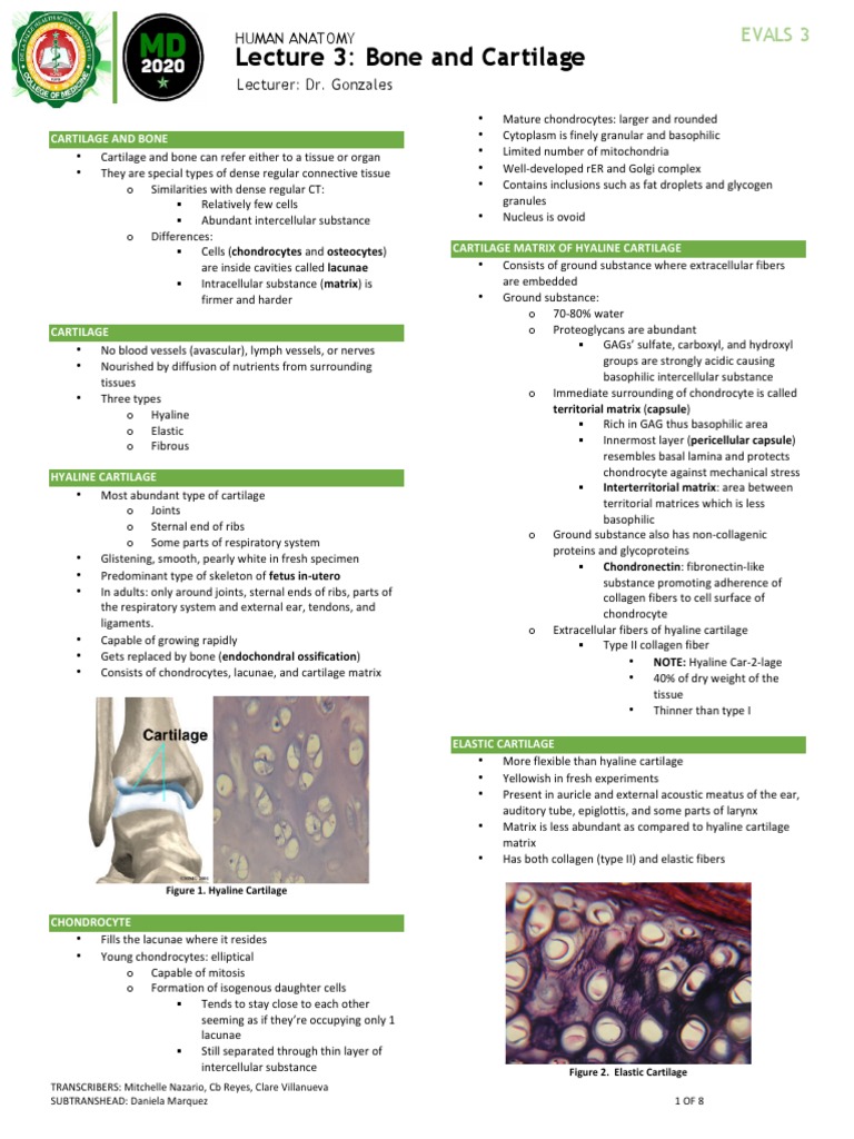 Cartilage Cells Vs Bone Cells The Ultimate Cell Guide - rzi7ftw