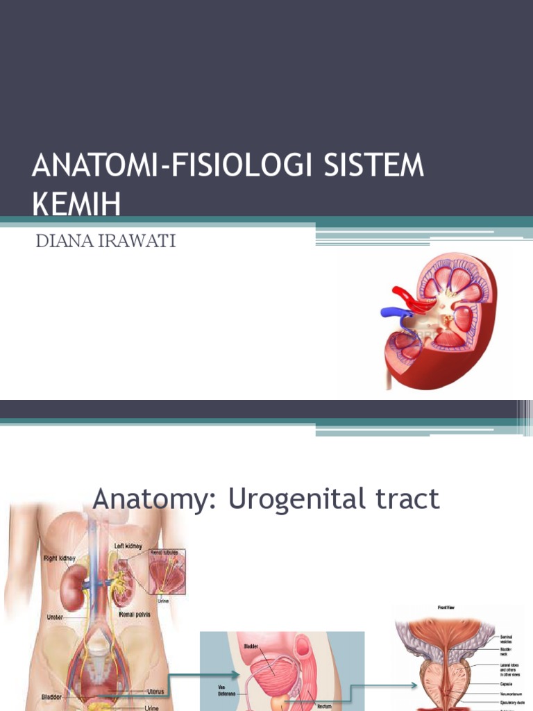 Anatomi-Fisiologi Sistem Kemih: Diana Irawati | PDF