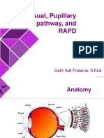 Visual, Papillary Pathway, And RAPD