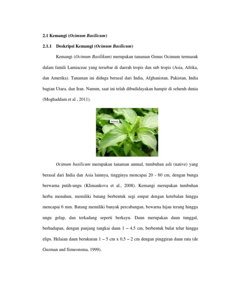 Kemangi Ocimum Basilicum