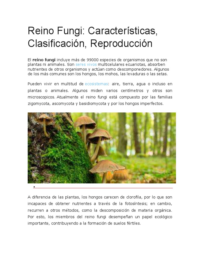 Reino Fungi | PDF | Plantas | Hongo