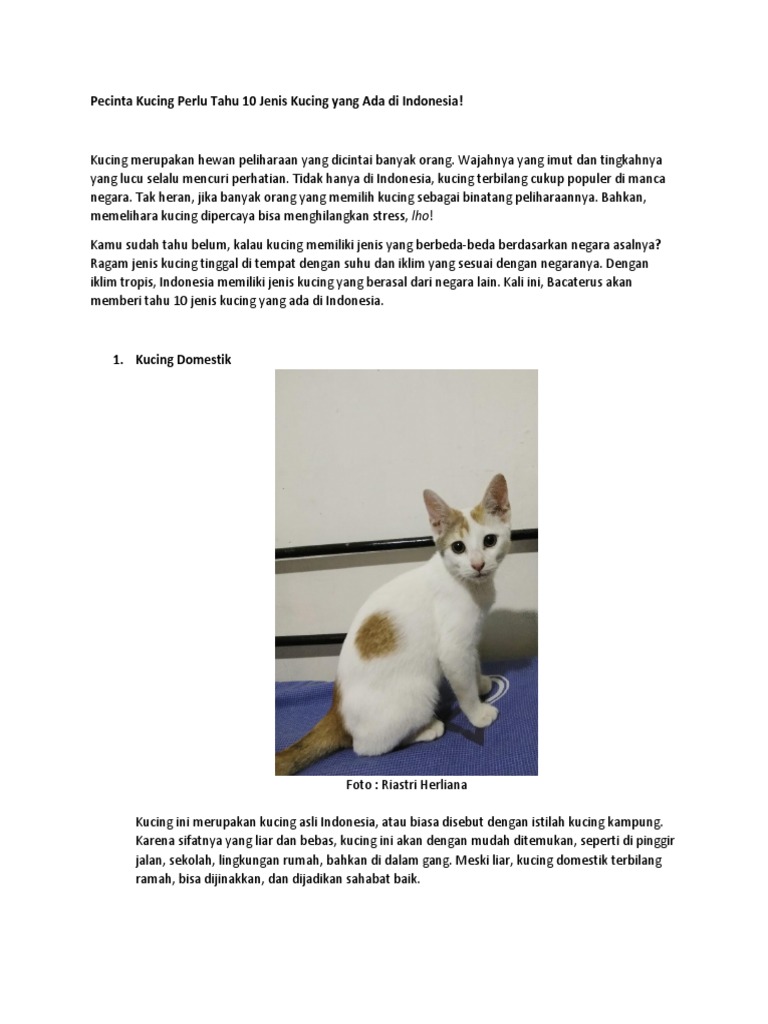 10 Jenis Kucing Yang Ada Di Indonesia