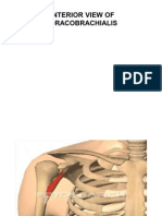 Muscle Attachments of Humerus by Deepak