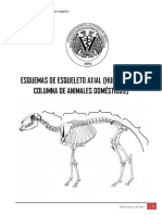 2 Osteologia Axial Columna FMVZ 1