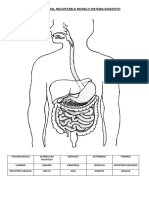 Sistema digestivo recortable modelo ficha
