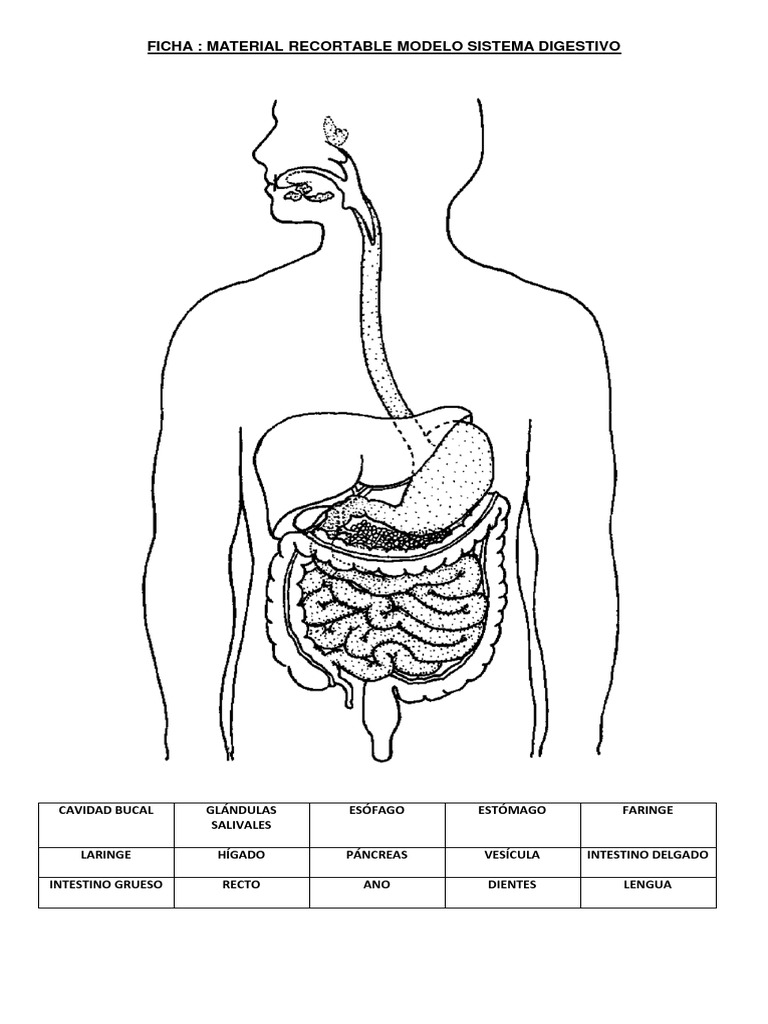 Recortable del Sistema Digestivo Infantil | PDF, image size:768x1024