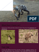 Hyena