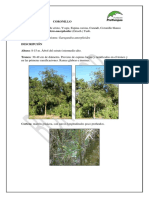 Coronillo PDF
