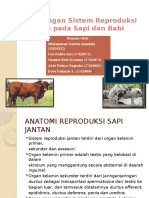 Perbedaan Sistem Reproduksi Pada Sapi Dan Babi