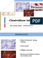 Clostridium Tetani