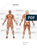 Muscles of The Body