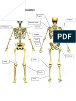 Bones of The Body