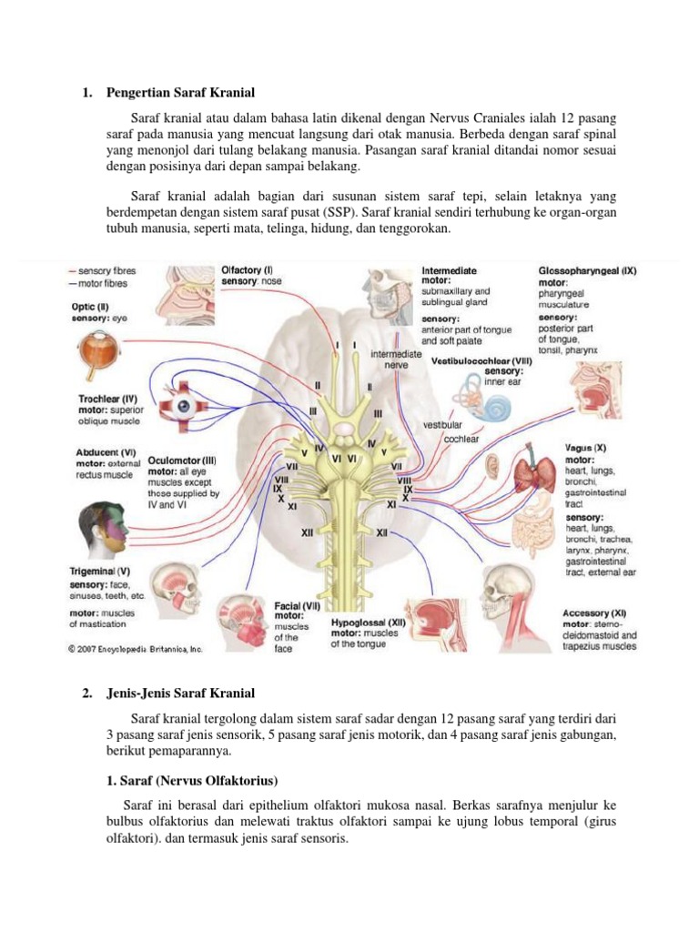 12 Pasang Saraf Kranial Dan Fungsinya PDF