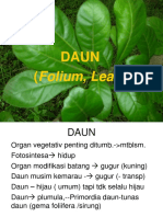 Daun