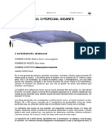 ballena_azul.pdf