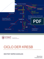 Ciclo de Kresb Usmp II