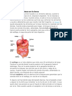 Sistema Digestivo