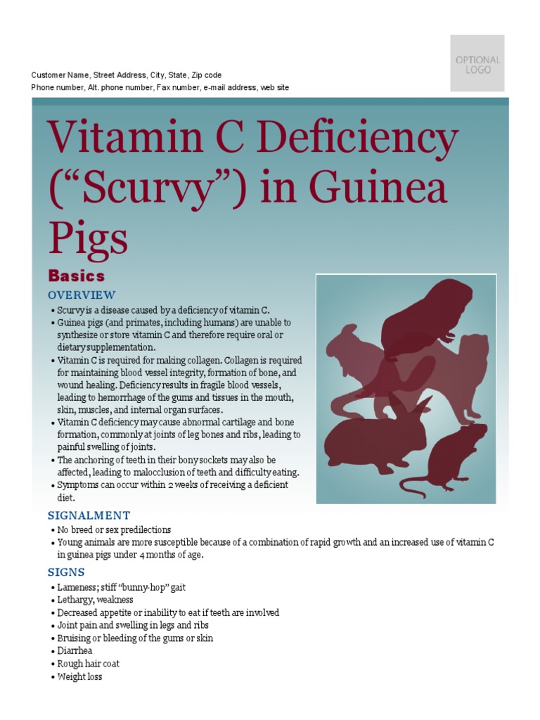Vitamin C Deficiency Scurvy in Guinea Pigs | PDF | Vitamin C | Vitamin