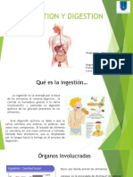 Ingestion y Digestion