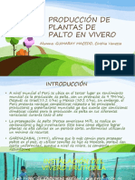 PRODUCCIÓN DE PLANTAS DE PALTO EN VIVERO.pptx