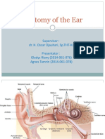 Anatomy of The Ear