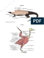 Reptil Aves Anatomi