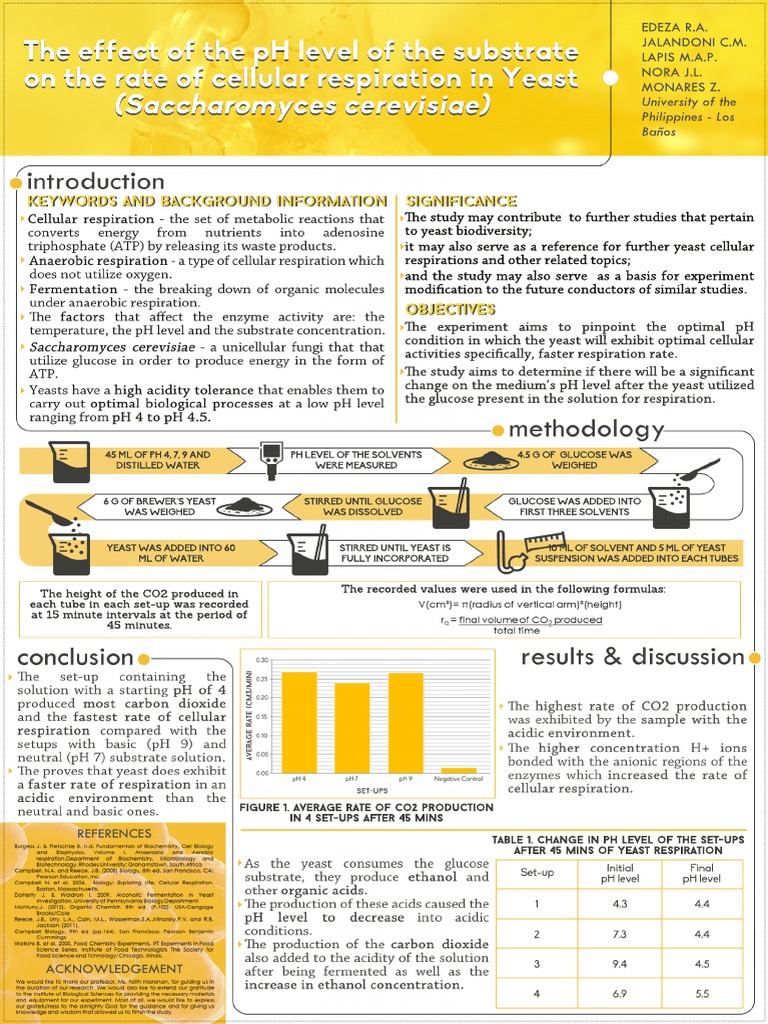 Yeast Respiration and pH Study | PDF