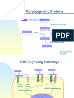 Bone Morphogenetic Proteins: Proteolytic Cleavage