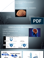 Tema II Cerebro y Desarrollo Embriologico