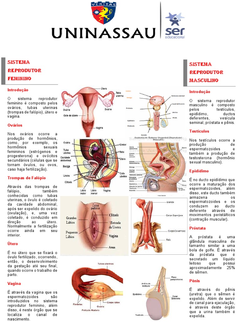 Banner Sistema Reprodutor | PDF | Sistema reprodutivo | Próstata, image size:768x1024