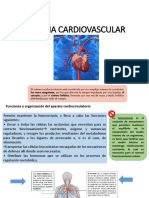 Anatomia Del Corazón